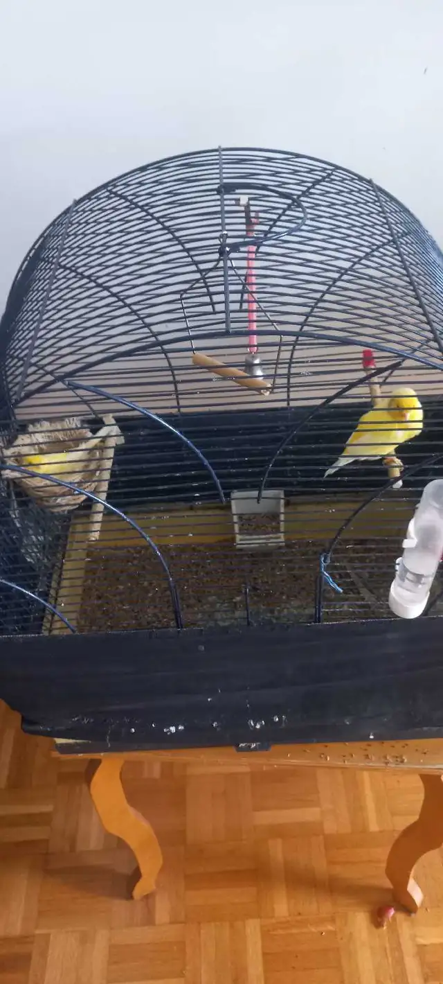 canary birds  for sale / à vendre - Photo 3