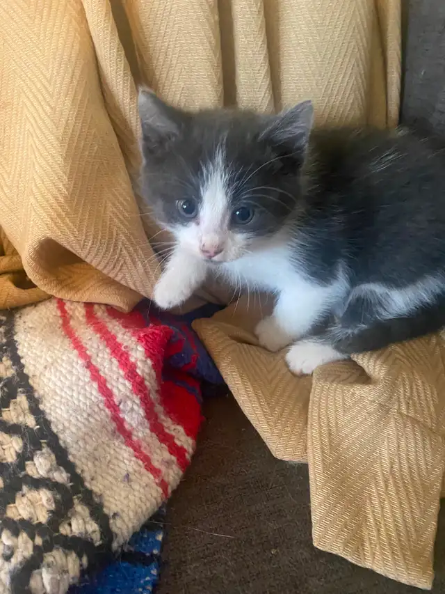 Kittens need a good home