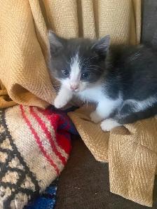 Kittens need a good home