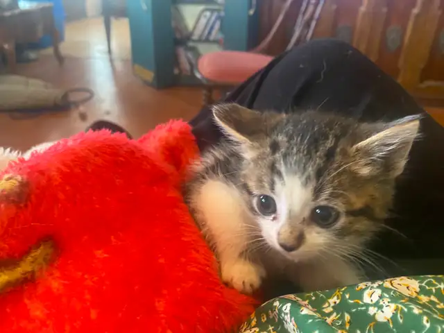 Kittens need a good home - Photo 2