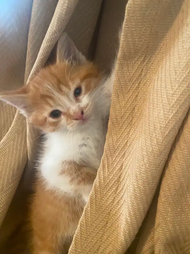 Kittens need a good home - Photo 3