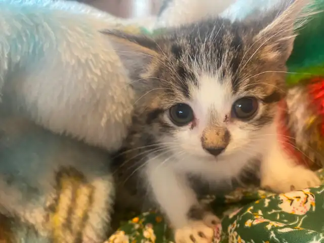 Kittens need a good home - Photo 4