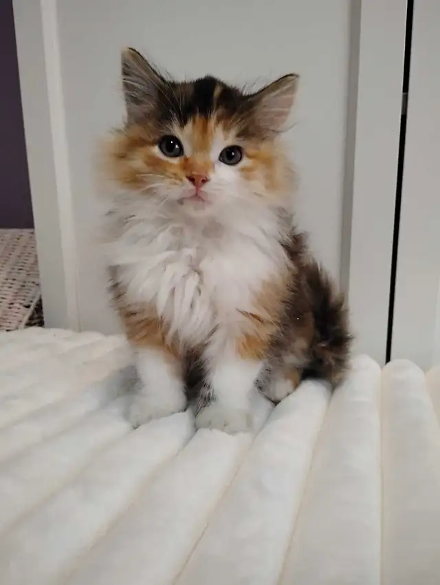 Chaton Sibérien hypoallergénique - Photo 2