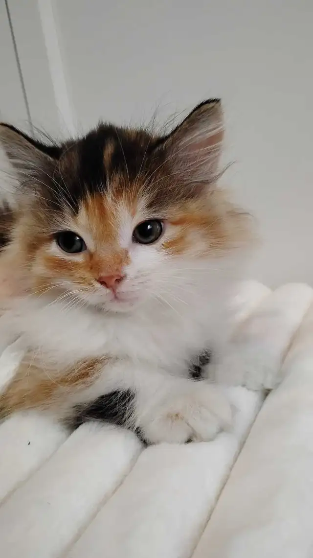 Chaton Sibérien hypoallergénique - Photo 5