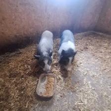 potbelly pigs