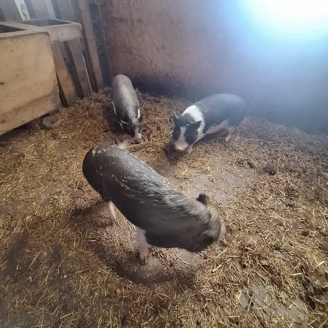 potbelly pigs - Photo 2