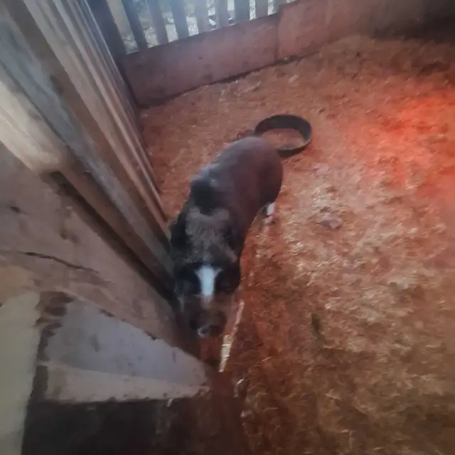 potbelly pigs - Photo 3