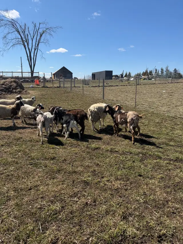 Qurbani Goats & Sheep for Sale