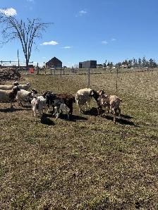 Qurbani Goats & Sheep for Sale