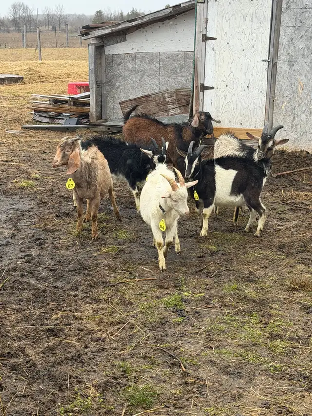 Qurbani Goats & Sheep for Sale - Photo 2