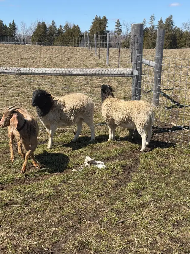 Qurbani Goats & Sheep for Sale - Photo 3