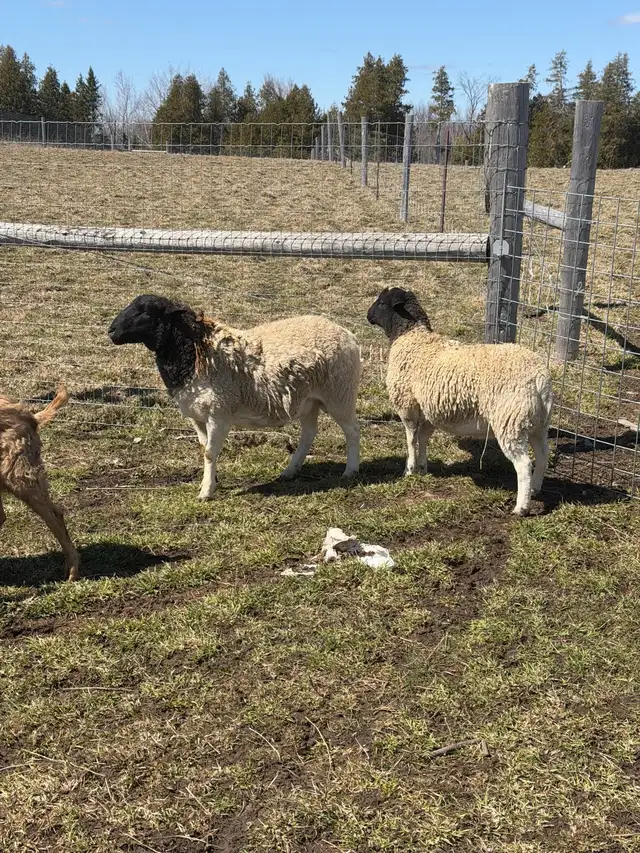 Qurbani Goats & Sheep for Sale - Photo 4