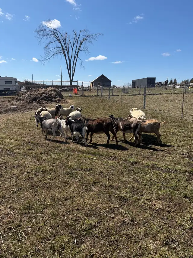 Qurbani Goats & Sheep for Sale - Photo 5