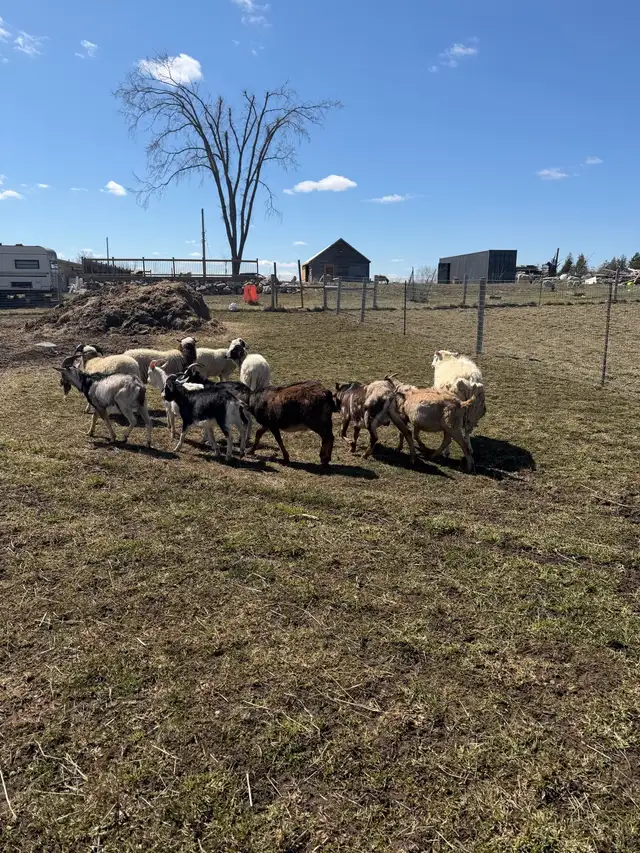 Qurbani Goats & Sheep for Sale - Photo 6