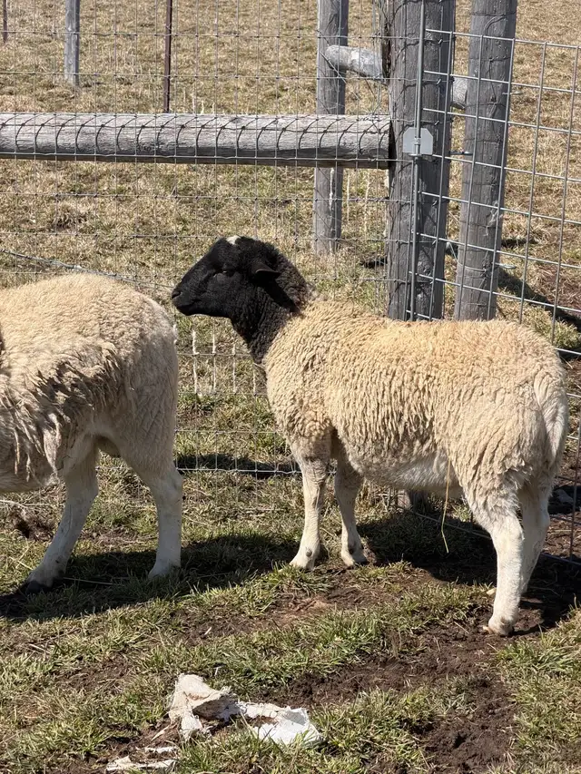 Qurbani Goats & Sheep for Sale - Photo 8