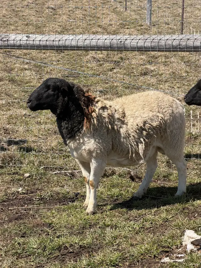 Qurbani Goats & Sheep for Sale - Photo 9