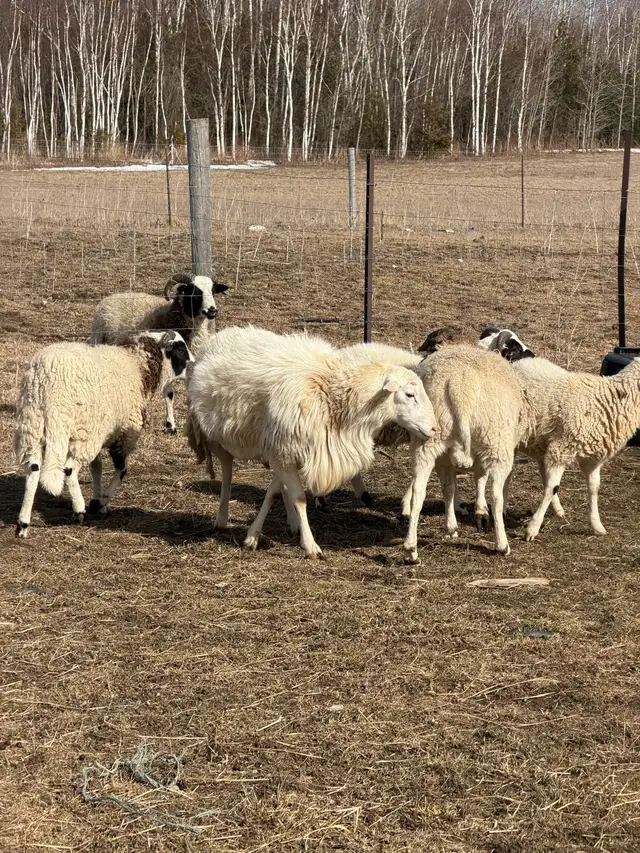 Qurbani Goats & Sheep for Sale - Photo 10
