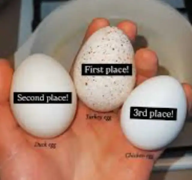 Farm Fresh Eggs Duck, Turkey, Chicken, Guinea for Sale