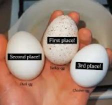 Farm Fresh Eggs Duck, Turkey, Chicken, Guinea for Sale