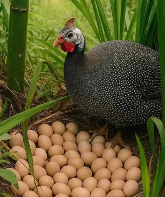 Farm Fresh Eggs Duck, Turkey, Chicken, Guinea for Sale - Photo 2