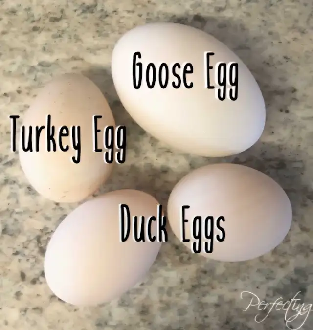 Farm Fresh Eggs Duck, Turkey, Chicken, Guinea for Sale - Photo 3