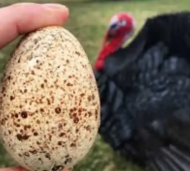 Farm Fresh Eggs Duck, Turkey, Chicken, Guinea for Sale - Photo 4