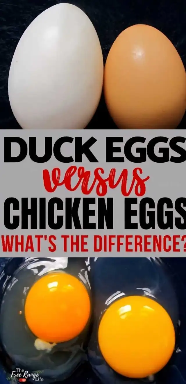 Farm Fresh Eggs Duck, Turkey, Chicken, Guinea for Sale - Photo 5