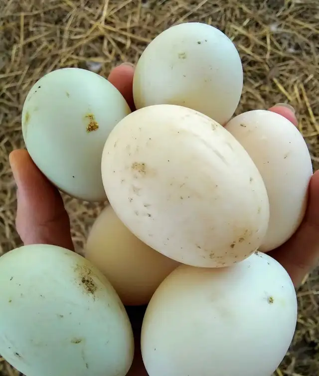 Farm Fresh Eggs Duck, Turkey, Chicken, Guinea for Sale - Photo 6