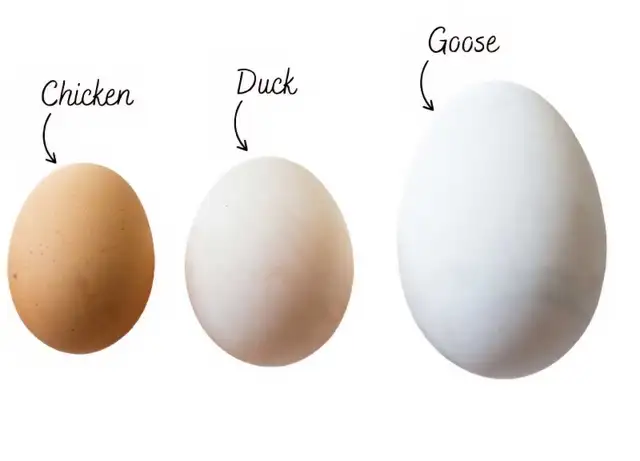 Farm Fresh Eggs Duck, Turkey, Chicken, Guinea for Sale - Photo 7