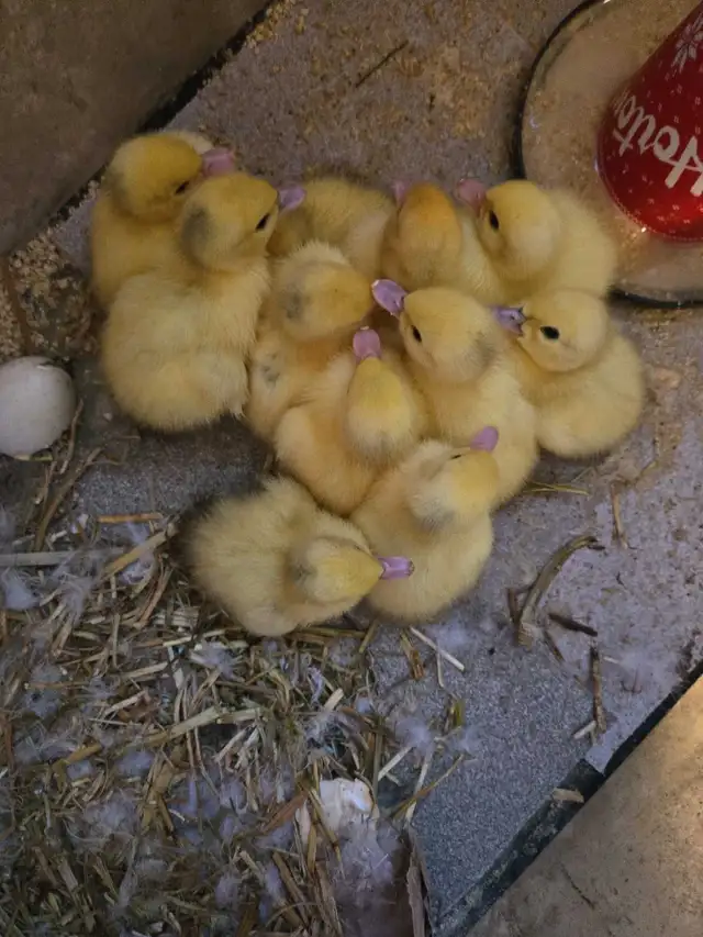 Farm Fresh Eggs Duck, Turkey, Chicken, Guinea for Sale - Photo 8