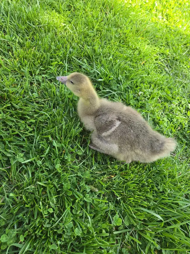 Farm Fresh Eggs Duck, Turkey, Chicken, Guinea for Sale - Photo 9