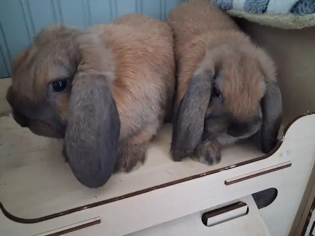Holland Lop Baby Bunnies
