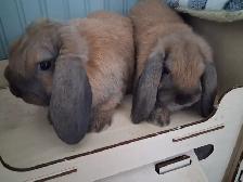 Holland Lop Baby Bunnies