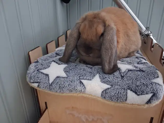 Holland Lop Baby Bunnies - Photo 2