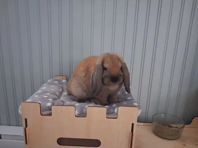 Holland Lop Baby Bunnies - Photo 3