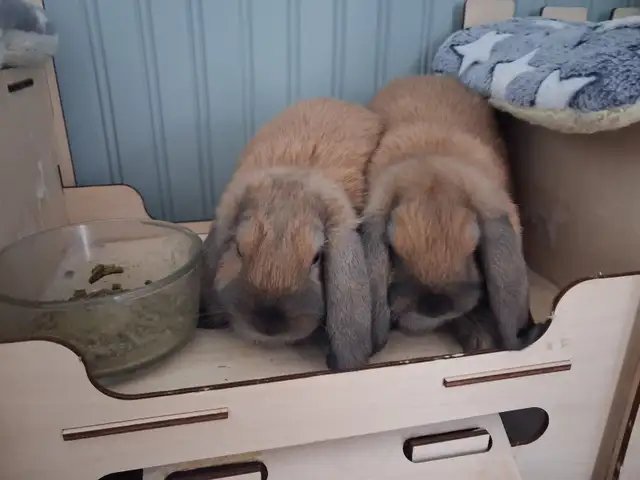Holland Lop Baby Bunnies - Photo 4