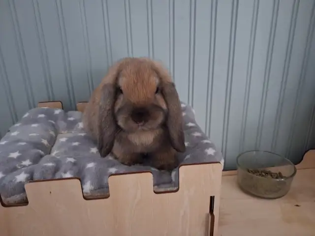 Holland Lop Baby Bunnies - Photo 5
