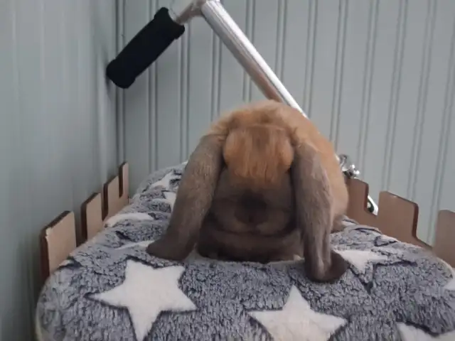 Holland Lop Baby Bunnies - Photo 6