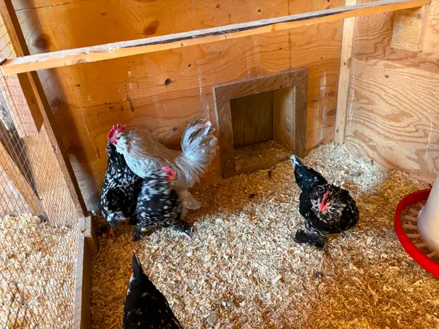 Black Mottled D’uccle hatching eggs