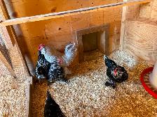 Black Mottled D’uccle hatching eggs