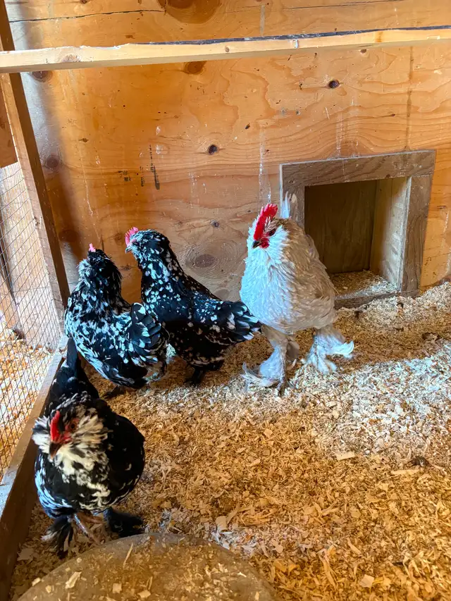 Black Mottled D’uccle hatching eggs - Photo 2