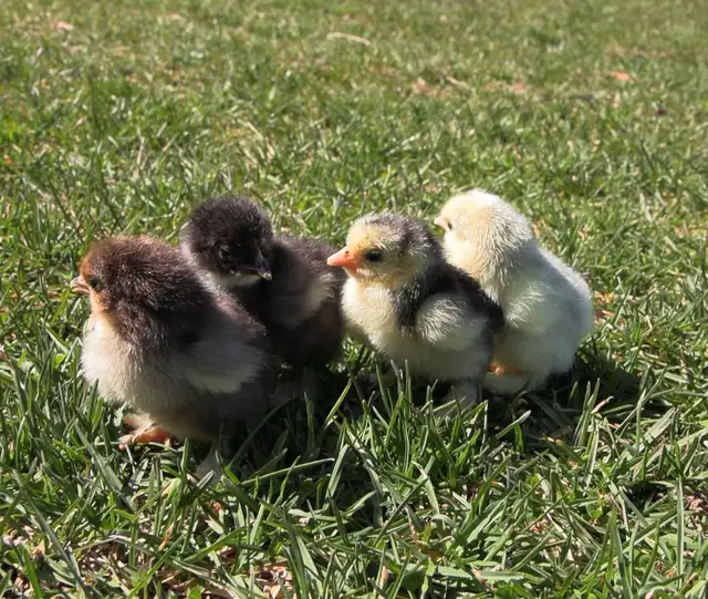Chicks!!