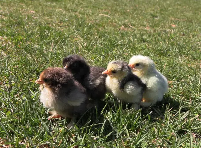 Chicks!! - Photo 2