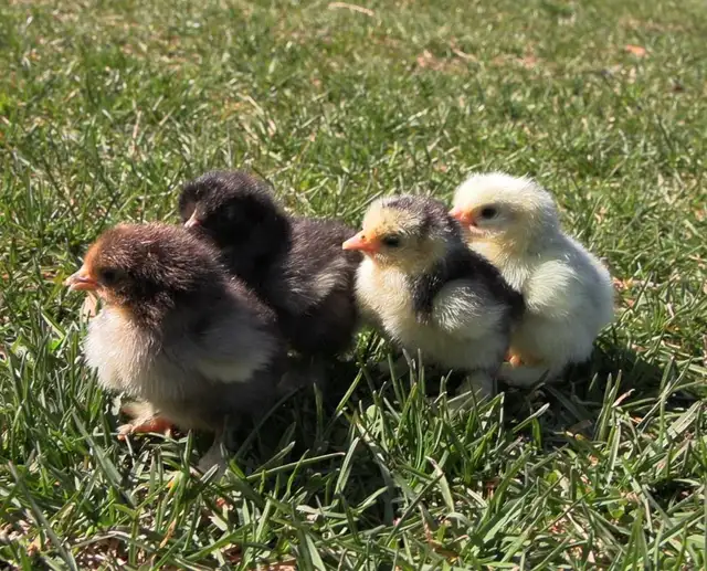 Chicks!! - Photo 4