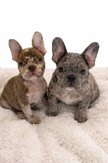 French bulldog puppies ready to go!