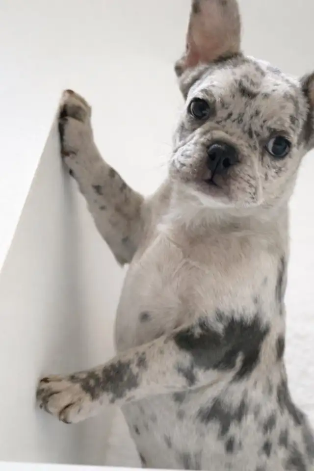 French bulldog puppies ready to go! - Photo 2