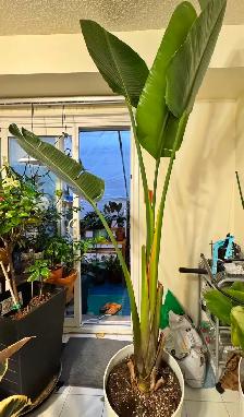 Huge 8ft Single-Stalk Giant Bird of Paradise