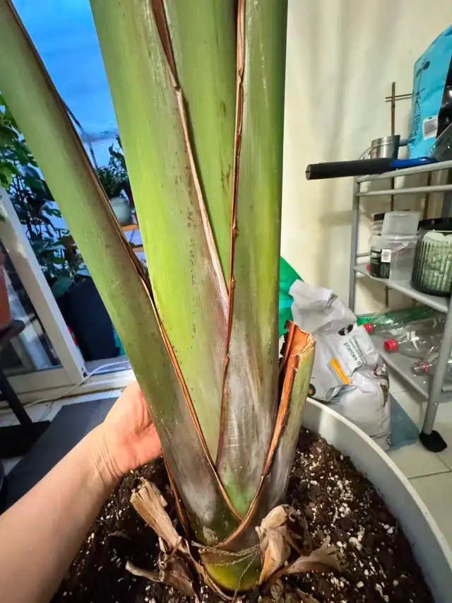 Huge 8ft Single-Stalk Giant Bird of Paradise - Photo 2