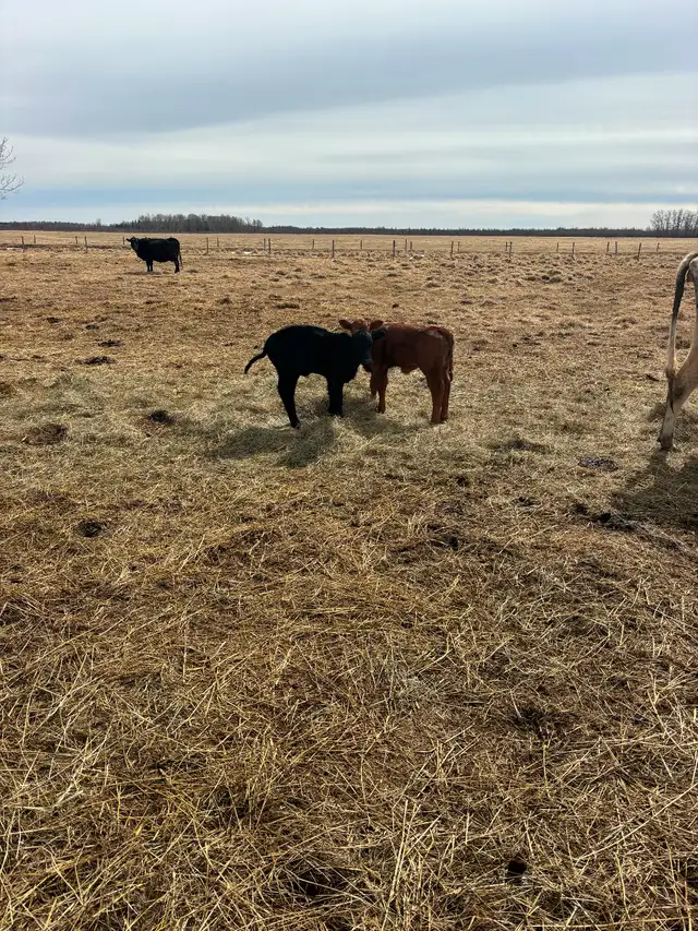 Cow/calf pairs - Photo 2