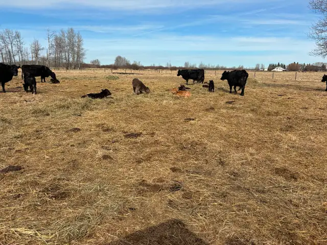 Cow/calf pairs - Photo 3